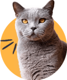 Shapemew